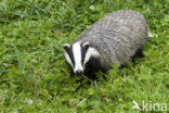 Badger (Meles meles)