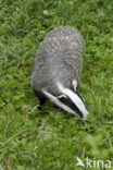 Badger (Meles meles)