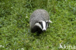 Badger (Meles meles)