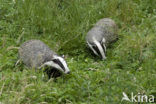 Badger (Meles meles)