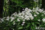 Ramsons (Allium ursinum)