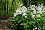 Ramsons (Allium ursinum)