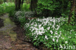 Ramsons (Allium ursinum)