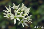 Daslook (Allium ursinum)