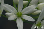 Ramsons (Allium ursinum)