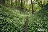 Ramsons (Allium ursinum)