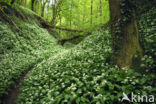 Ramsons (Allium ursinum)