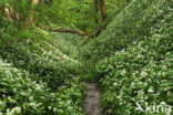 Ramsons (Allium ursinum)