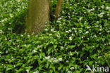 Ramsons (Allium ursinum)