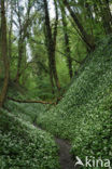 Ramsons (Allium ursinum)