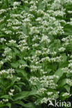 Ramsons (Allium ursinum)