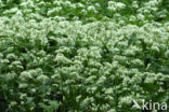 Ramsons (Allium ursinum)