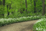 Ramsons (Allium ursinum)