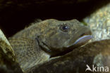 Bullhead (Cottus gobio)