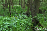 Dotterbloem (Caltha palustris)