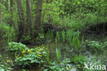 Marsh Marigold (Caltha palustris)