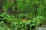 Dotterbloem (Caltha palustris)