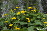 Marsh Marigold (Caltha palustris)