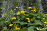 Dotterbloem (Caltha palustris)