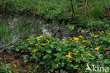 Marsh Marigold (Caltha palustris)