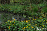 Marsh Marigold (Caltha palustris)