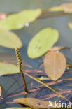 Broad-leaved Pondweed (Potamogeton natans)