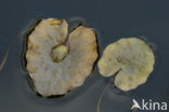 Drijvende waterweegbree (Luronium natans) 