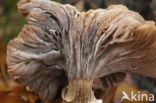 Echte honingzwam (Armillaria mellea)