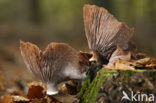 Honey Mushroom (Armillaria mellea)