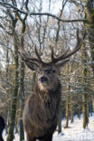 Red Deer (Cervus elaphus)