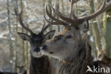 Red Deer (Cervus elaphus)