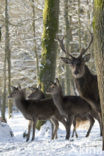 Red Deer (Cervus elaphus)
