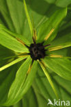 Herb-Paris