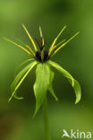 Eenbes (Paris quadrifolia)