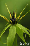 Herb-Paris