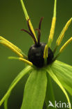 Eenbes (Paris quadrifolia)