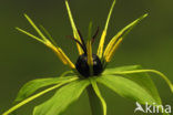 Eenbes (Paris quadrifolia)