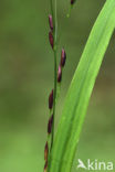 Eenbloemig parelgras (Melica uniflora)