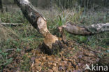 Europese bever (Castor fiber) 