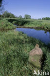 Europese bever (Castor fiber) 