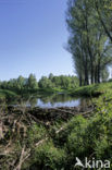 Europese bever (Castor fiber) 