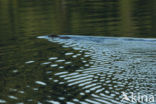 Eurasian beaver (Castor fiber)