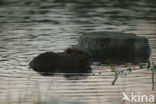 Europese bever (Castor fiber) 