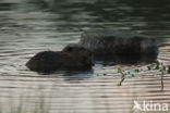 Europese bever (Castor fiber) 