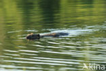 Europese bever (Castor fiber) 