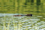 Europese bever (Castor fiber) 