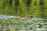 Europese bever (Castor fiber) 