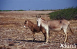 Ezel (Equus asinus)