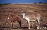 Donkey (Equus asinus)