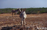 Donkey (Equus asinus)